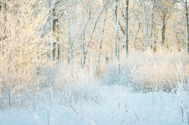 Güneş doğarken, karla kaplı, yemyeşil bir ormanın atmosferik manzarası. Saf altın güneş ışığı. Güçlü ağaçlar, ağaç kütükleri, kar tepeleri. Kış Harikalar Diyarı. Mevsimler, ekoloji, eko-turizm, Noel tatilleri