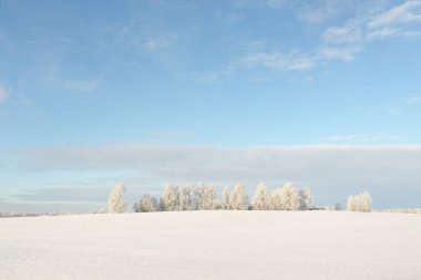 Orman çayırı ve kır arazisi. Saf güneş ışığı, açık mavi gökyüzü. Kış Harikalar Diyarı. Idyllic kırsal kesim. Ekoloji, eko turizm, çevre koruma, noel tatilleri, kayak, uzak yerler