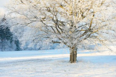 Kudretli meşe ağacı, karla kaplı tarla, taze karda insan izleri. Orman çayırı. Saf güneş ışığı. Kış Harikalar Diyarı. Ekoloji, eko turizm, çevre koruma, noel tatilleri, kayak
