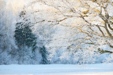 Kudretli meşe ağacı, karla kaplı tarla, taze karda insan izleri. Orman çayırı. Saf güneş ışığı. Kış Harikalar Diyarı. Ekoloji, eko turizm, çevre koruma, noel tatilleri, kayak