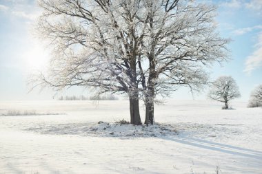 Kudretli meşe ağacı, karla kaplı tarla, taze karda insan izleri. Orman çayırı. Saf güneş ışığı. Kış Harikalar Diyarı. Ekoloji, eko turizm, çevre koruma, noel tatilleri, kayak