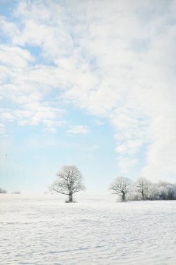 Kudretli meşe ağacı, karla kaplı tarla, taze karda insan izleri. Orman çayırı. Saf güneş ışığı. Kış Harikalar Diyarı. Ekoloji, eko turizm, çevre koruma, noel tatilleri, kayak