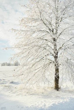 Karla kaplı ağaçlar. Saf güneş ışığı, açık mavi gökyüzü. Kış Harikalar Diyarı. Ekoloji, eko turizm, çevre koruma, Noel tatilleri