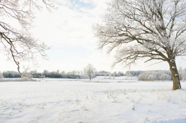 Kırsal alanda, karla kaplı tarlaların içinden geçen köy yolu. Arabadan görüntü. Kar sürükleniyor. Avrupa. Doğa, Noel tatilleri, uzak yerler, kış lastikleri, tehlikeli sürüş konsepti