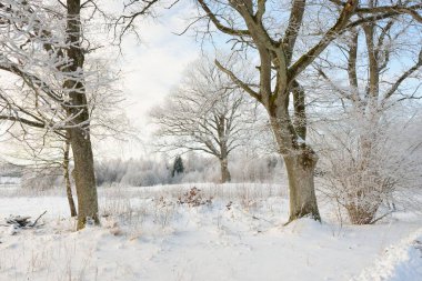 Kırsal alanda, karla kaplı tarlaların içinden geçen köy yolu. Arabadan görüntü. Kar sürükleniyor. Avrupa. Doğa, Noel tatilleri, uzak yerler, kış lastikleri, tehlikeli sürüş konsepti