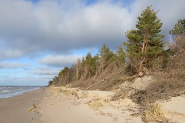 Fırtınadan sonra Baltık Denizi. Kum tepeleri, altın kum tepeleri, görkemli yeşil çam ormanları. Resimli manzara, deniz manzarası, doğa. Panoramik manzara. Ekoloji, eko turizm, yürüyüş kavramları