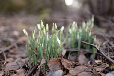 Ormanda küçük kır çiçekleri (Galanthus). Çiçek tomurcuğu. Kış sıcağı, Avrupa 'nın ilkbaharı. Saflığın, huzurun, sevincin sembolü. Başlangıç olarak, Paskalya konsepti. Doğa, çevre, ekoloji
