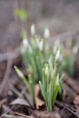 Ormanda küçük kır çiçekleri (Galanthus). Çiçek tomurcuğu. Kış sıcağı, Avrupa 'nın ilkbaharı. Saflığın, huzurun, sevincin sembolü. Başlangıç olarak, Paskalya konsepti. Doğa, çevre, ekoloji