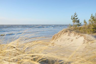 Fırtınadan sonra Baltık Denizi. Kum tepeleri, altın kum tepecikleri, yemyeşil çam ormanı. Resimli manzara, deniz manzarası, doğa. Panoramik manzara. Ekoloji, eko turizm, yürüyüş kavramları