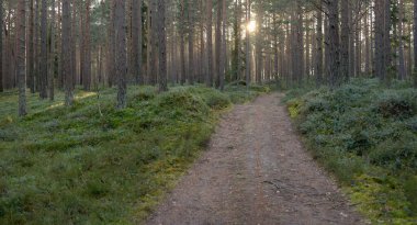 Görkemli Evergreen Ormanı 'ndan geçen yol. Güçlü çam ve çam ağaçları. Yumuşak günbatımı ışığı. Baharın başında. Saf doğa. Ekoloji, doğa yürüyüşü, sağlıklı yaşam tarzı kavramları