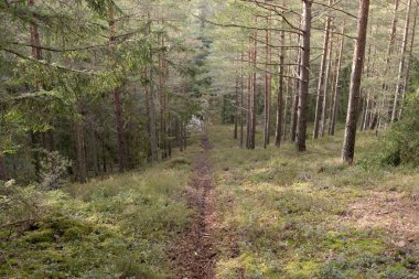 Görkemli Evergreen Ormanı. Güçlü çam ve çam ağaçları, yosun, eğrelti otu, bitkiler. Yumuşak güneş ışığı. Baharın başında. Saf doğa. Ekoloji, yürüyüş, temiz hava, sağlıklı yaşam tarzı kavramları.