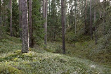 Görkemli Evergreen Ormanı. Güçlü çam ve çam ağaçları, yosun, eğrelti otu, bitkiler. Yumuşak güneş ışığı. Baharın başında. Saf doğa. Ekoloji, yürüyüş, temiz hava, sağlıklı yaşam tarzı kavramları.