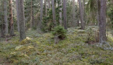 Görkemli Evergreen Ormanı. Güçlü çam ve çam ağaçları, yosun, eğrelti otu, bitkiler. Yumuşak güneş ışığı. Baharın başında. Saf doğa. Ekoloji, yürüyüş, temiz hava, sağlıklı yaşam tarzı kavramları.