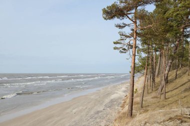Baltık kıyıları, kum tepeleri, görkemli yemyeşil ormanlar. Güçlü çam ve çam ağaçları, yosun, eğrelti otu, bitkiler. Yumuşak ışık. Baharın başında. Saf doğa. Ekoloji, yürüyüş, temiz hava, sağlıklı yaşam tarzı.