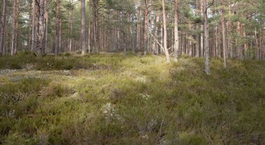 Görkemli Evergreen Ormanı. Güçlü çam ve çam ağaçları, yosun, eğrelti otu, bitkiler. Yumuşak güneş ışığı. Baharın başında. Saf doğa. Ekoloji, yürüyüş, temiz hava, sağlıklı yaşam tarzı kavramları.