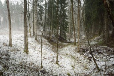 Karla kaplı tepeden geçen yol görkemli yeşil bir orman, güçlü çam ve çam ağaçları, ağaç kütükleri, yosunlar, bitkiler. Atmosferik kış sahnesi. Doğa, eko-turizm