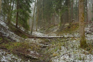 Karla kaplı tepeden geçen yol görkemli yeşil bir orman, güçlü çam ve çam ağaçları, ağaç kütükleri, yosunlar, bitkiler. Atmosferik kış sahnesi. Doğa, eko-turizm