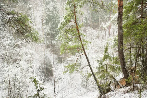 Görkemli Yeşil Bir Ormanda Karla Kaplı Tepeler Güçlü Çam Çam — Stok fotoğraf