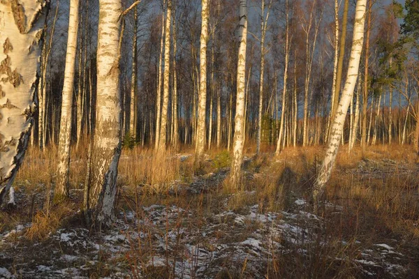 Birch Tree Forest Sunset Mighty Trees First Snow Early Winter — Foto de Stock