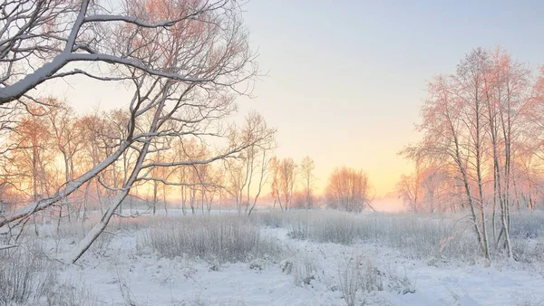 Atmospheric Landscape Snow Covered Evergreen Forest Sunrise Pure Golden Sunlight — Stock Photo, Image