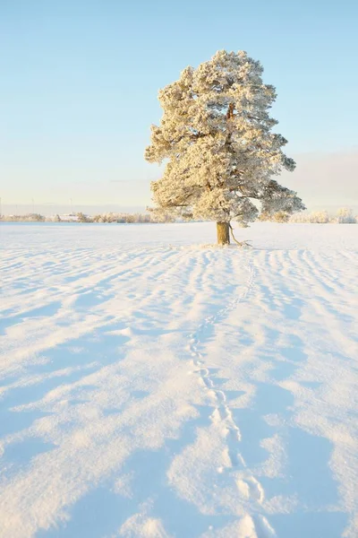 Silné Borovice Zasněžené Pole Lidské Stopy Čerstvém Sněhu Čisté Sluneční — Stock fotografie