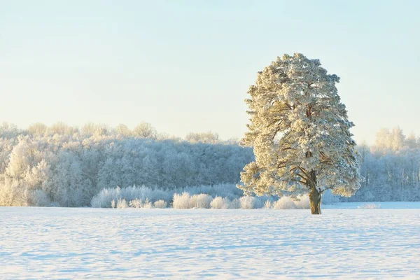高大的松树 白雪覆盖的田野 人迹罕至的雪地 纯净的阳光冬天的仙境生态学 生态旅游 环境保护 圣诞节假期 — 图库照片