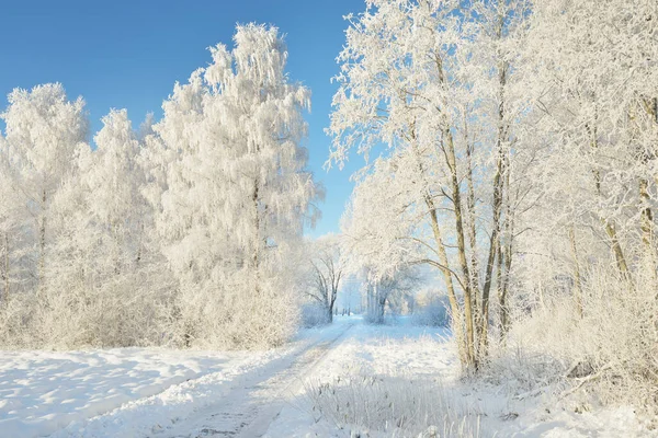 Weg Durch Den Verschneiten Waldpark Einem Sonnigen Tag Mächtige Bäume — Stockfoto