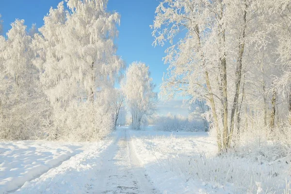 Pathway Snow Covered Forest Park Sunny Day Mighty Trees Frost — Zdjęcie stockowe