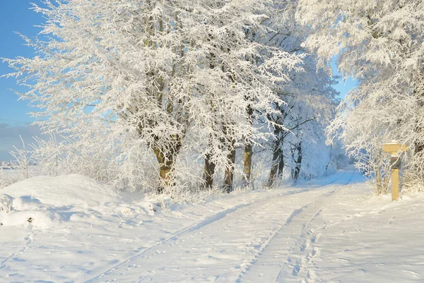 Percorso Attraverso Parco Forestale Innevato Una Giornata Sole Alberi Maestosi — Foto Stock