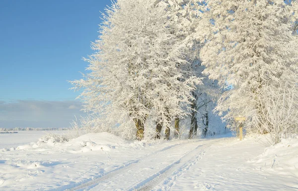 晴れた日に雪に覆われた森林公園を通過します 強力な木 柔らかい日差し 冬の不思議の国 牧歌的な風景です クリスマス休暇 エコツーリズム ハイキング スキーのテーマ — ストック写真