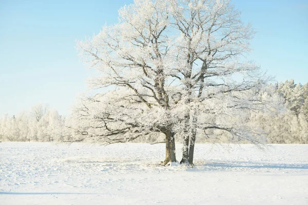 Carvalho Poderoso Campo Coberto Neve Rastos Humanos Numa Neve Fresca — Fotografia de Stock