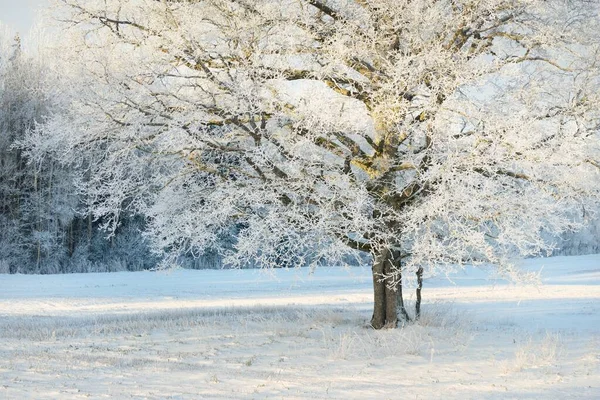 高大的橡树 覆盖着积雪的田野 人迹罕至的雪地 森林草地 纯净的阳光冬天的仙境生态 生态旅游 环境保护 圣诞节假期 — 图库照片