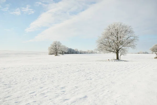 強大なオークの木 雪に覆われたフィールド 新鮮な雪の中で人間のトラック 森の牧草地 純粋な太陽の光 冬の不思議の国 生態系 エコツーリズム 環境保全 クリスマス休暇 — ストック写真