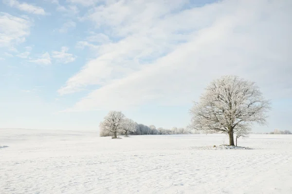 高大的橡树 覆盖着积雪的田野 人迹罕至的雪地 森林草地 纯净的阳光冬天的仙境生态 生态旅游 环境保护 圣诞节假期 — 图库照片