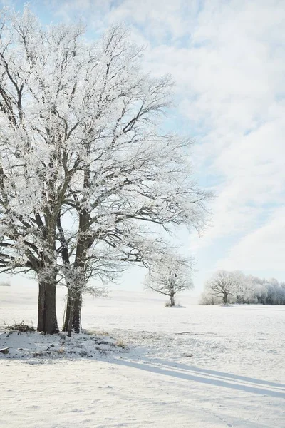 Mighty Oak Tree Snow Covered Field Human Tracks Fresh Snow — Stockfoto