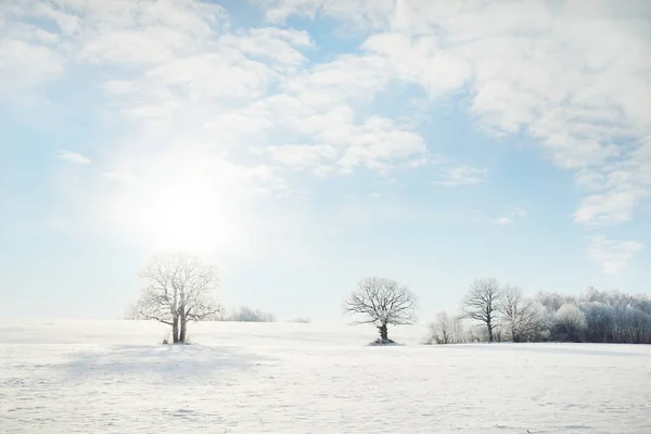Potężny Dąb Pokryte Śniegiem Pole Ludzkie Ślady Świeżym Śniegu Las — Zdjęcie stockowe