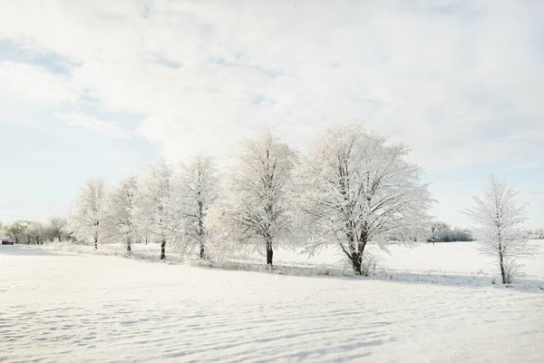 Sneklædte Træer Rent Sollys Klar Blå Himmel Vinter Eventyrland Økologi - Stock-foto