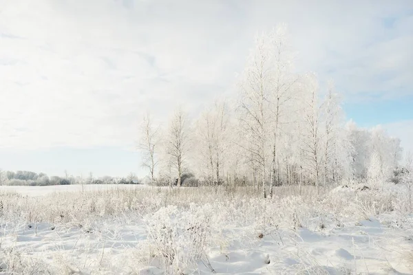 雪に覆われた木 純粋な太陽の光 澄んだ青空 冬の不思議の国 生態系 エコツーリズム 環境保全 クリスマス休暇 — ストック写真