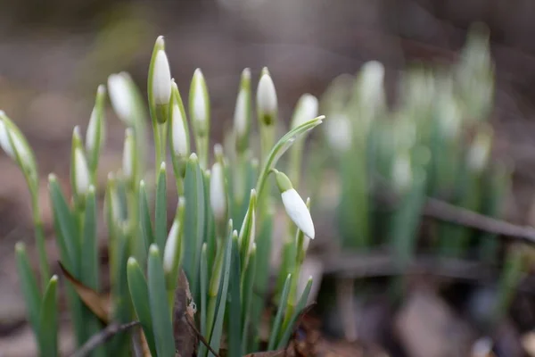 Small Snowdrop Wildflowers Galanthus Forest Flower Bud Warm Winter Early — Stock Photo, Image