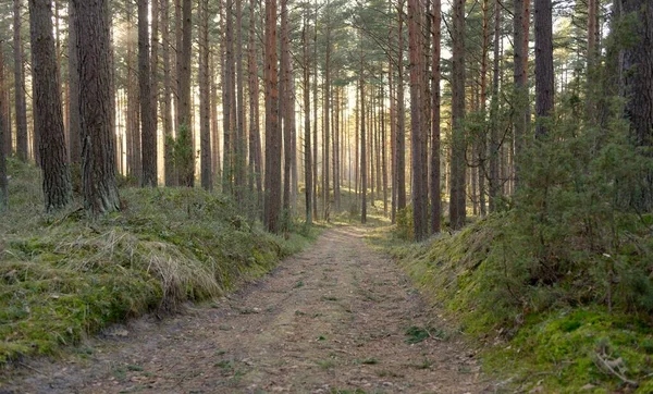 Görkemli Evergreen Ormanı 'ndan geçen yol. Güçlü çam ve çam ağaçları. Yumuşak günbatımı ışığı. Baharın başında. Saf doğa. Ekoloji, doğa yürüyüşü, sağlıklı yaşam tarzı kavramları