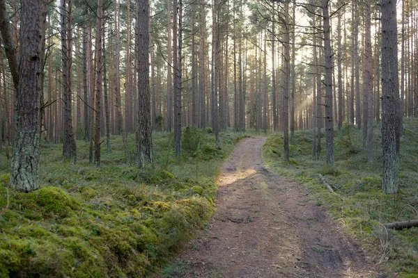 Pathway Majestic Evergreen Forest Mighty Pine Spruce Trees Soft Sunset —  Fotos de Stock