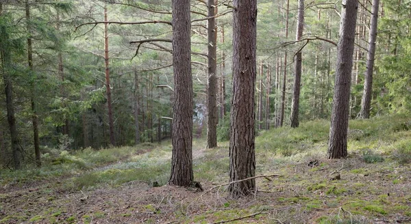 Görkemli Evergreen Ormanı. Güçlü çam ve çam ağaçları, yosun, eğrelti otu, bitkiler. Yumuşak güneş ışığı. Baharın başında. Saf doğa. Ekoloji, yürüyüş, temiz hava, sağlıklı yaşam tarzı kavramları.