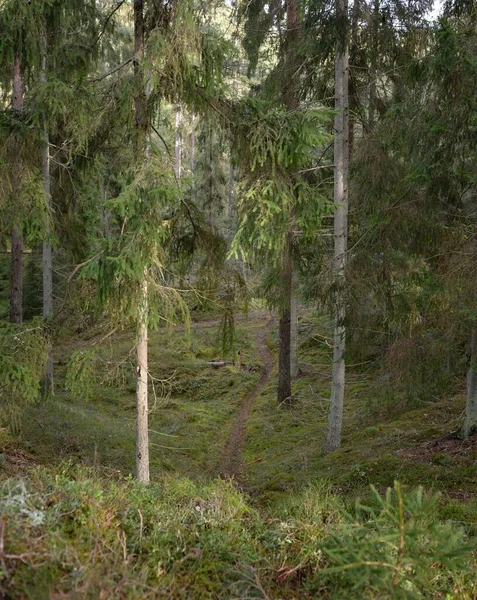 Majestueus Altijd Groen Bos Machtige Dennen Sparren Bomen Mos Varens — Stockfoto