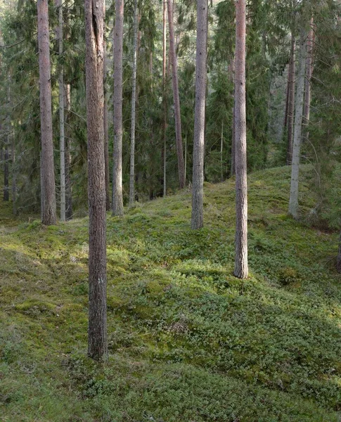 Görkemli Evergreen Ormanı. Güçlü çam ve çam ağaçları, yosun, eğrelti otu, bitkiler. Yumuşak güneş ışığı. Baharın başında. Saf doğa. Ekoloji, yürüyüş, temiz hava, sağlıklı yaşam tarzı kavramları.