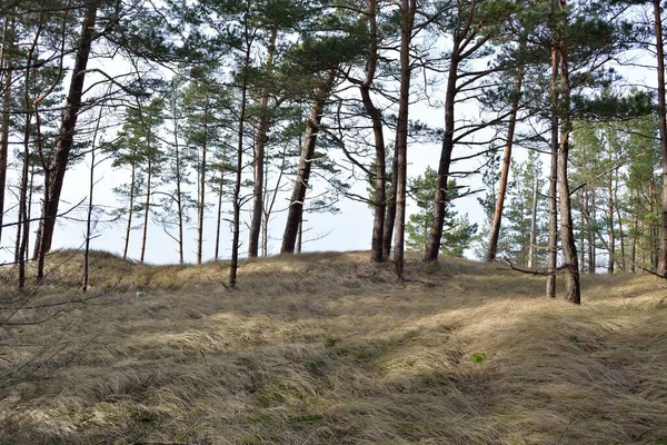 Mar Báltico Dunas Areia Majestosa Floresta Perene Pinheiros Poderosos Abetos — Fotografia de Stock