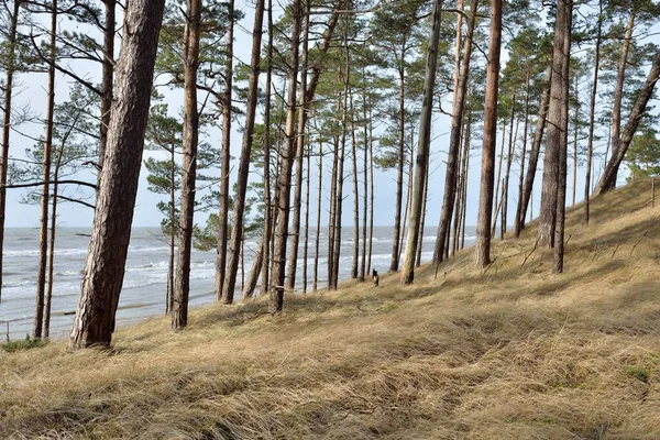Baltık Kıyıları Kum Tepeleri Görkemli Yemyeşil Ormanlar Güçlü Çam Çam — Stok fotoğraf