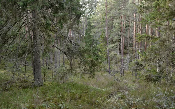 Görkemli Evergreen Ormanı. Güçlü çam ve çam ağaçları, yosun, eğrelti otu, bitkiler. Yumuşak güneş ışığı. Baharın başında. Saf doğa. Ekoloji, yürüyüş, temiz hava, sağlıklı yaşam tarzı kavramları.