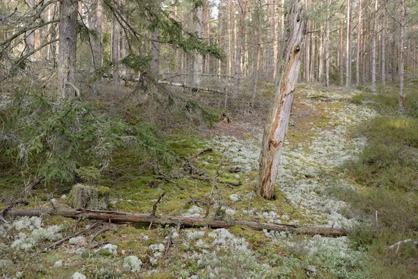 Görkemli Evergreen Ormanı. Güçlü çam ve çam ağaçları, yosun, eğrelti otu, bitkiler. Yumuşak güneş ışığı. Baharın başında. Saf doğa. Ekoloji, yürüyüş, temiz hava, sağlıklı yaşam tarzı kavramları.