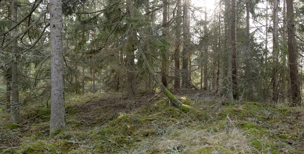 Görkemli Evergreen Ormanı. Güçlü çam ve çam ağaçları, yosun, eğrelti otu, bitkiler. Yumuşak güneş ışığı. Baharın başında. Saf doğa. Ekoloji, yürüyüş, temiz hava, sağlıklı yaşam tarzı kavramları.