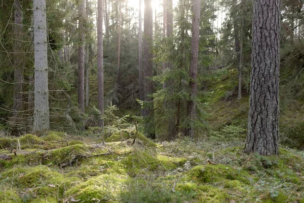 Görkemli Evergreen Ormanı. Güçlü çam ve çam ağaçları, yosun, eğrelti otu, bitkiler. Yumuşak güneş ışığı. Baharın başında. Saf doğa. Ekoloji, yürüyüş, temiz hava, sağlıklı yaşam tarzı kavramları.